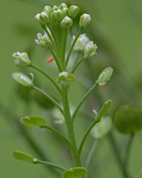 Checkered White egg